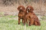 SETTER IRLANDAIS 246
